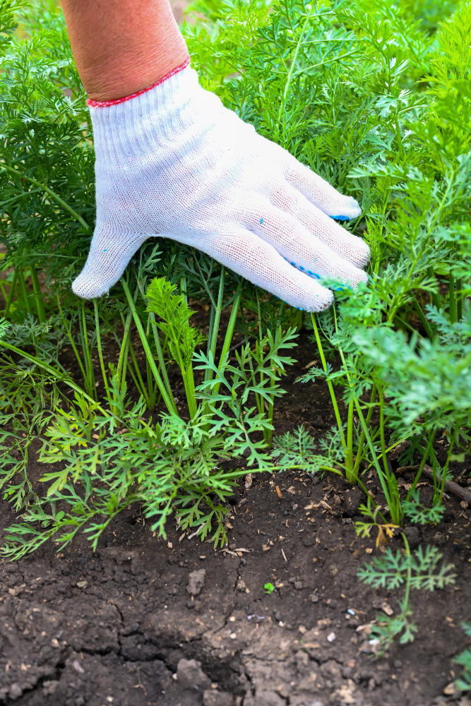 AMS AGRICULTURA MEXICANA Y SERVICIO PROFESIONAL S.A. DE C.V.